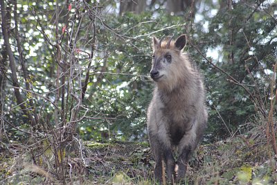 林道からカモシカ発見