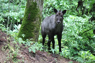 孫次山砦で二ホンカモシカ発見