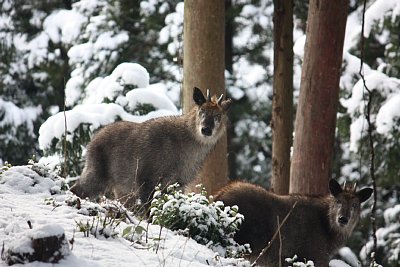 カメラ目線のニホンカモシカ2頭