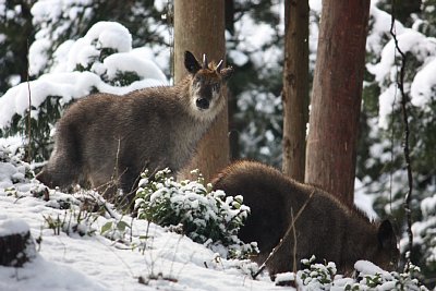 雪の中でも平気で行動しています