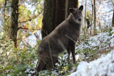 子どもが移動し始めたので母親も移動を始めたようです