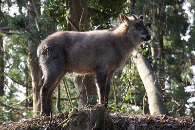 大変立派な角を持っています