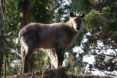 かなりのベテランのようです