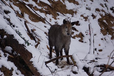 3歳くらいでしょうか