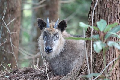 森の中で成獣のニホンカモシカを発見