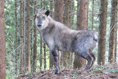 こちらをうかがっています