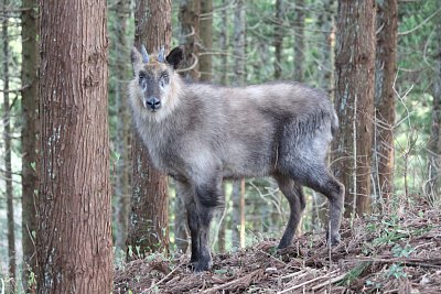 実は目の前に居るのです