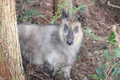 実に良い面構えです