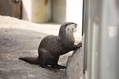 コツメカワウソ