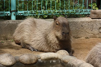 カピバラ