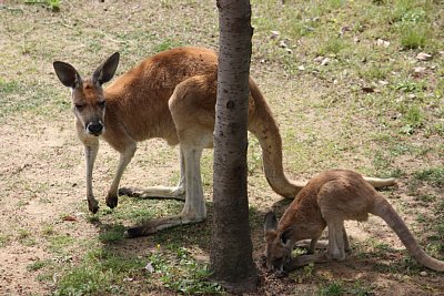 カンガルー