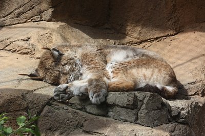 ボブキャット