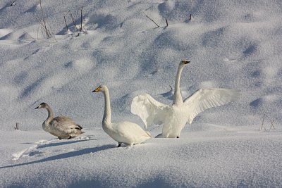 雪上で羽を大きく広げています