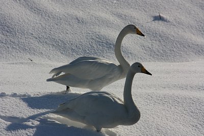 雪上を行進しています