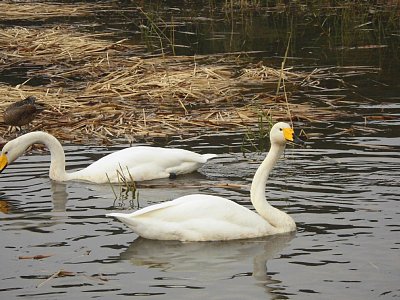 11羽のハクチョウが飛来した直後です