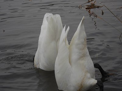 水中にえさを探しているのか