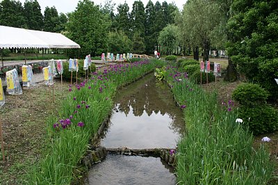 水路が復元され、菖蒲が咲いています