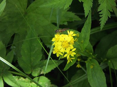 ミヤマアキノキリンソウ