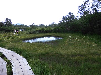 ワタスゲ湿原