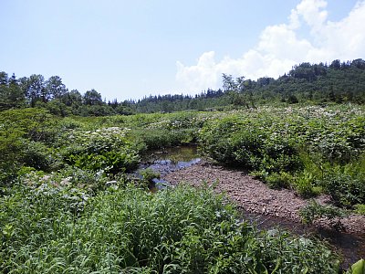 みずばしょう湿原